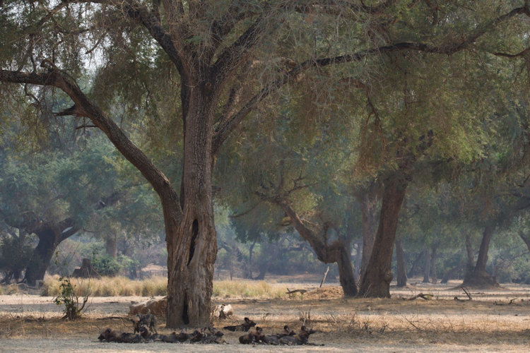 Anabezi Camp