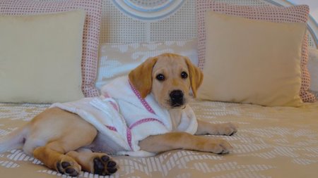 Miniature Bathrobes for Dogs at Belmond Hotel Splendido 