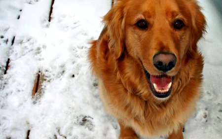 Chatham Bars Inn Rolls Out Welcome Mat for Cape-Bound Canines