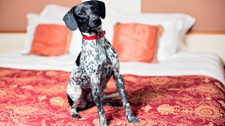 Malta's Corinthia Palace Launches Pet-Friendly Program 