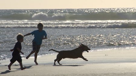 Del Mar, A Top Destination for Pet-Friendly Travel