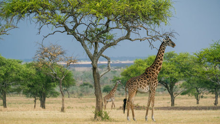 The Great Migration: An Unmatched East African Adventure