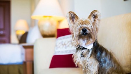 Dogs are VIPs at Grand Velas Riviera Nayarit