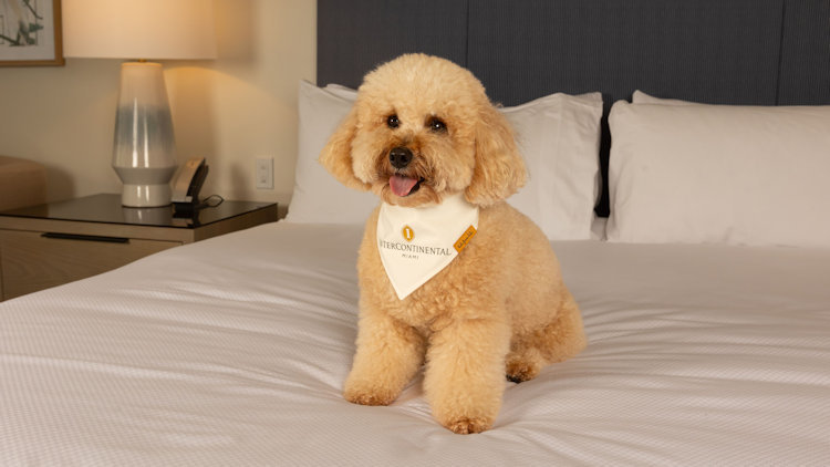 Perks for Pups at Pet-Friendly InterContinental Miami