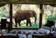 Safari Camps & Lodges