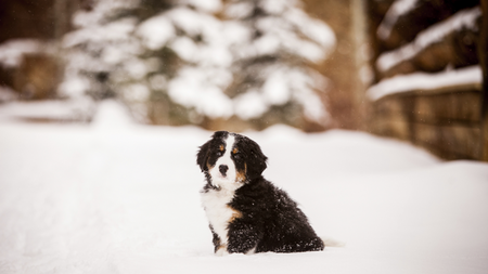 The Ritz-Carlton, Bachelor Gulch Introduces the Newest Member of the 'Bachelor Pack'