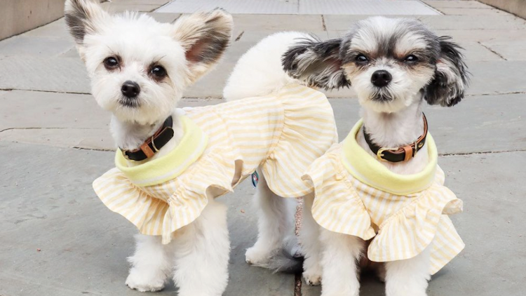 The Lavish Travel Spots Top influencer Dogs Jet Set To